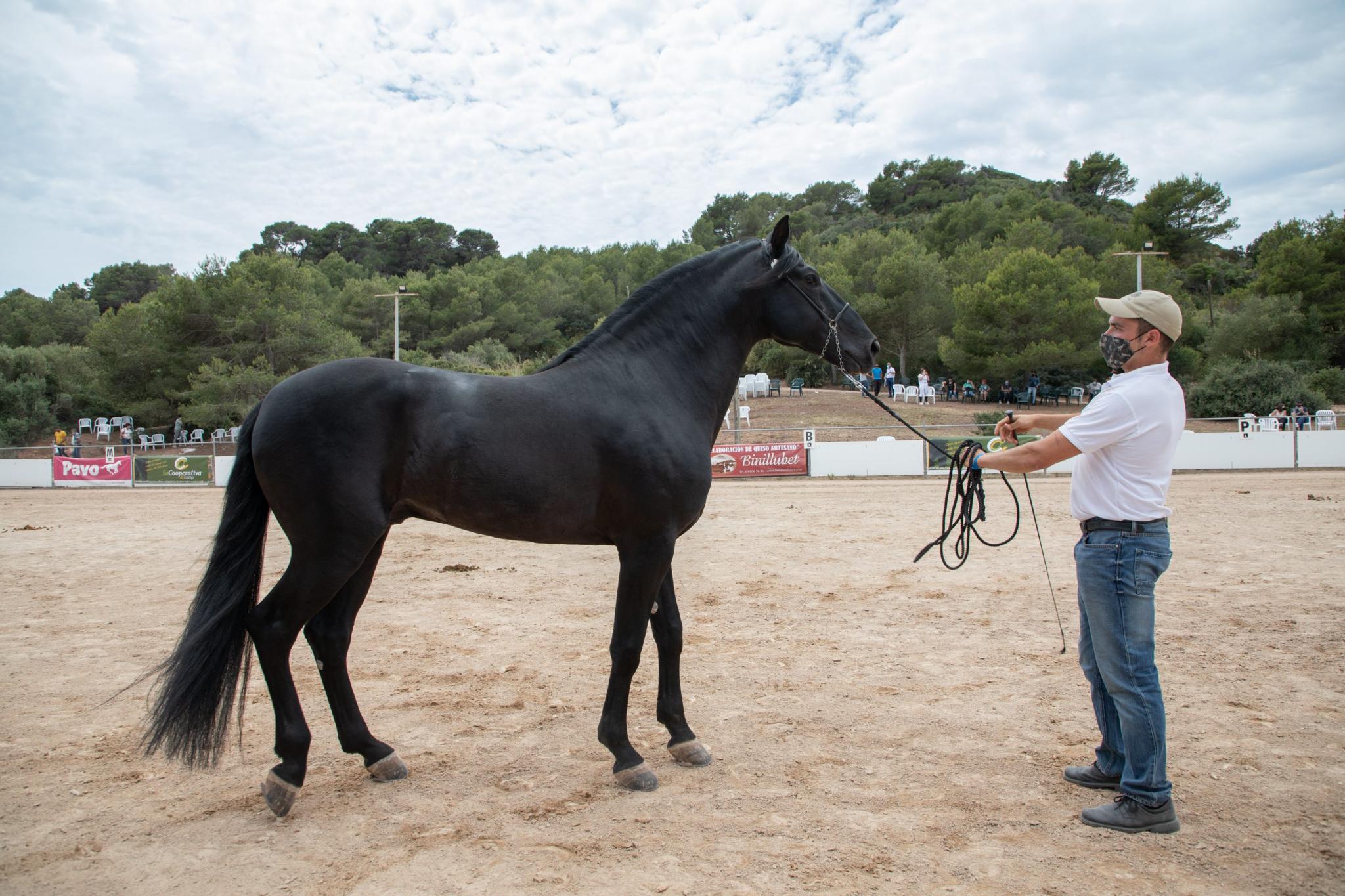 menorca mercadal Concurs morfològic. Fotos de mentre valoren fins entrega de premis MILLOR CAVALL