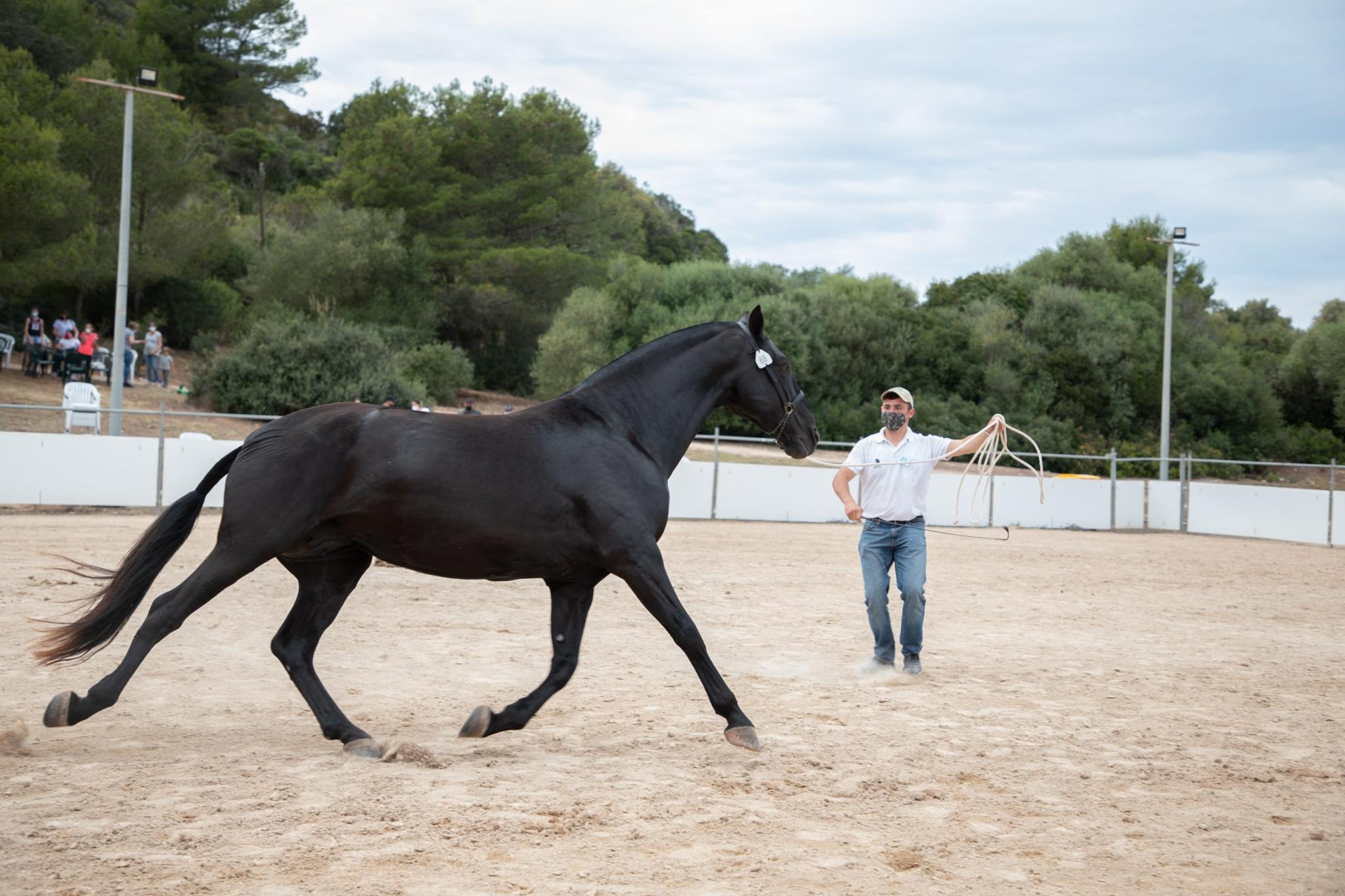 menorca mercadal Concurs morfològic. Fotos de mentre valoren fins entrega de premis MILLOR EGUA