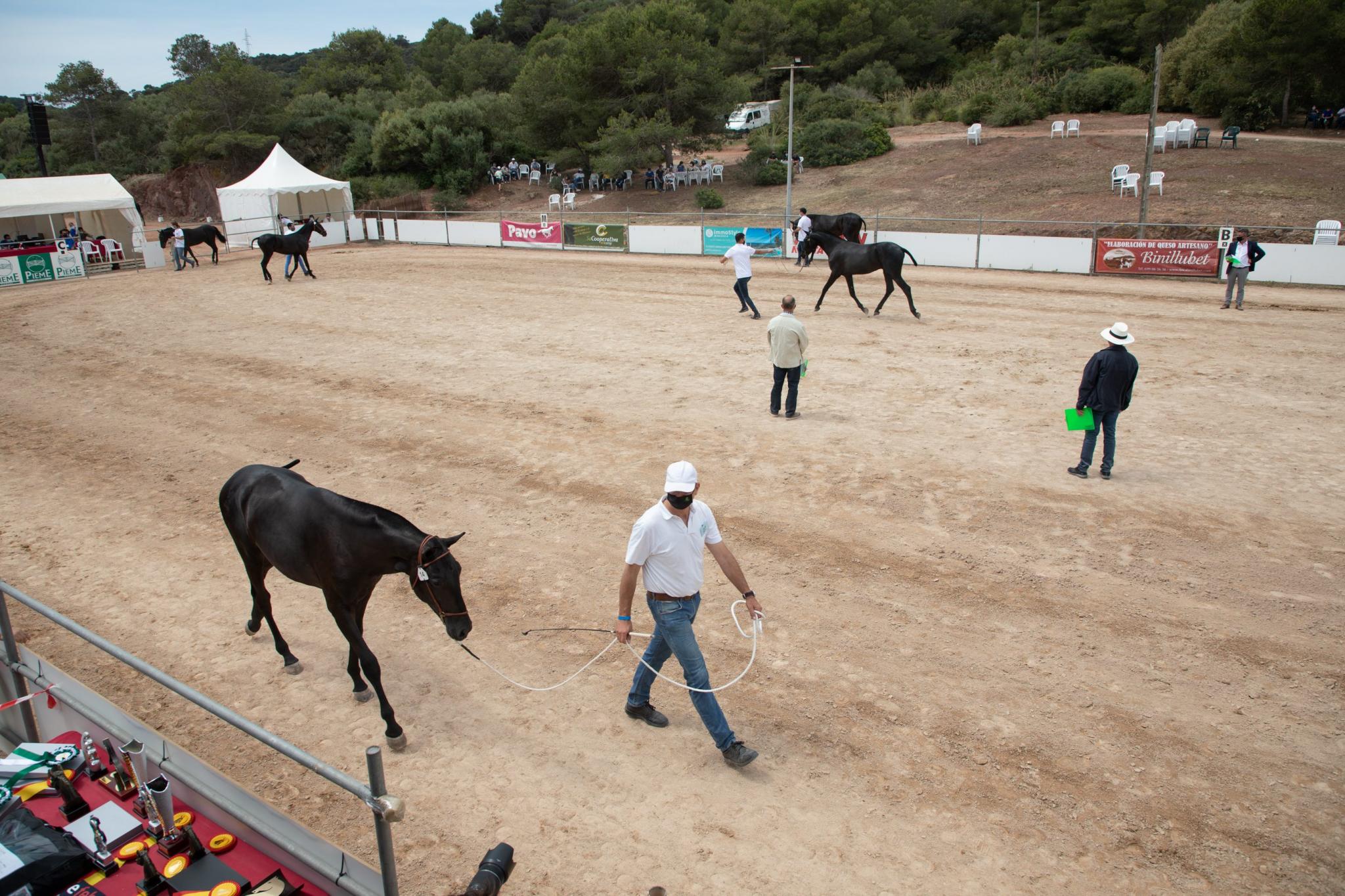 menorca mercadal Concurs morfològic. Fotos de mentre valoren fins entrega de premis