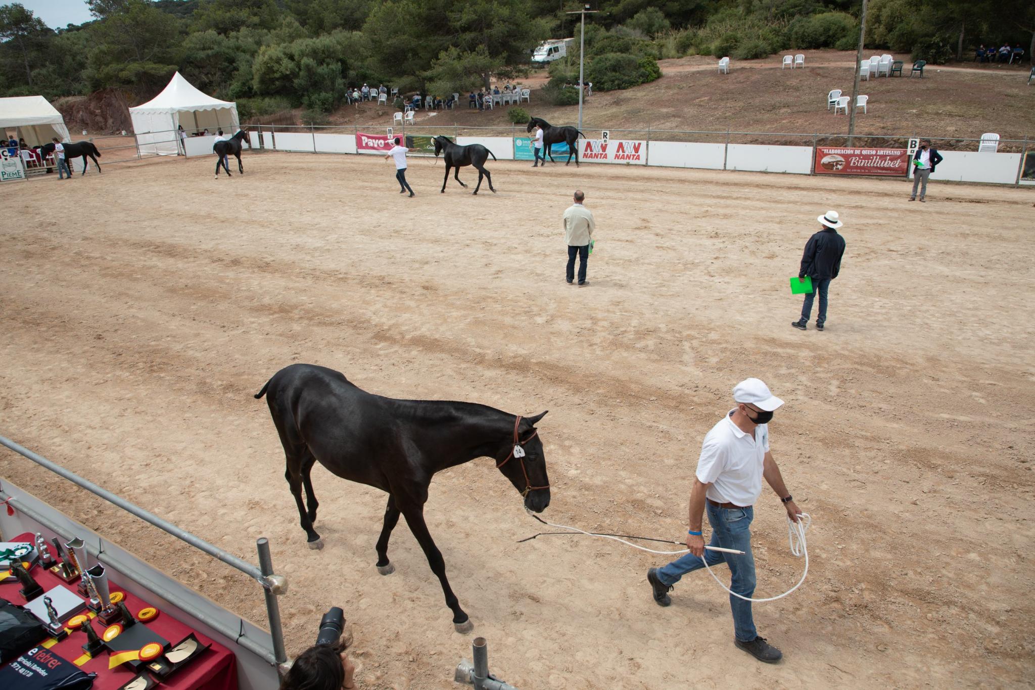 menorca mercadal Concurs morfològic. Fotos de mentre valoren fins entrega de premis