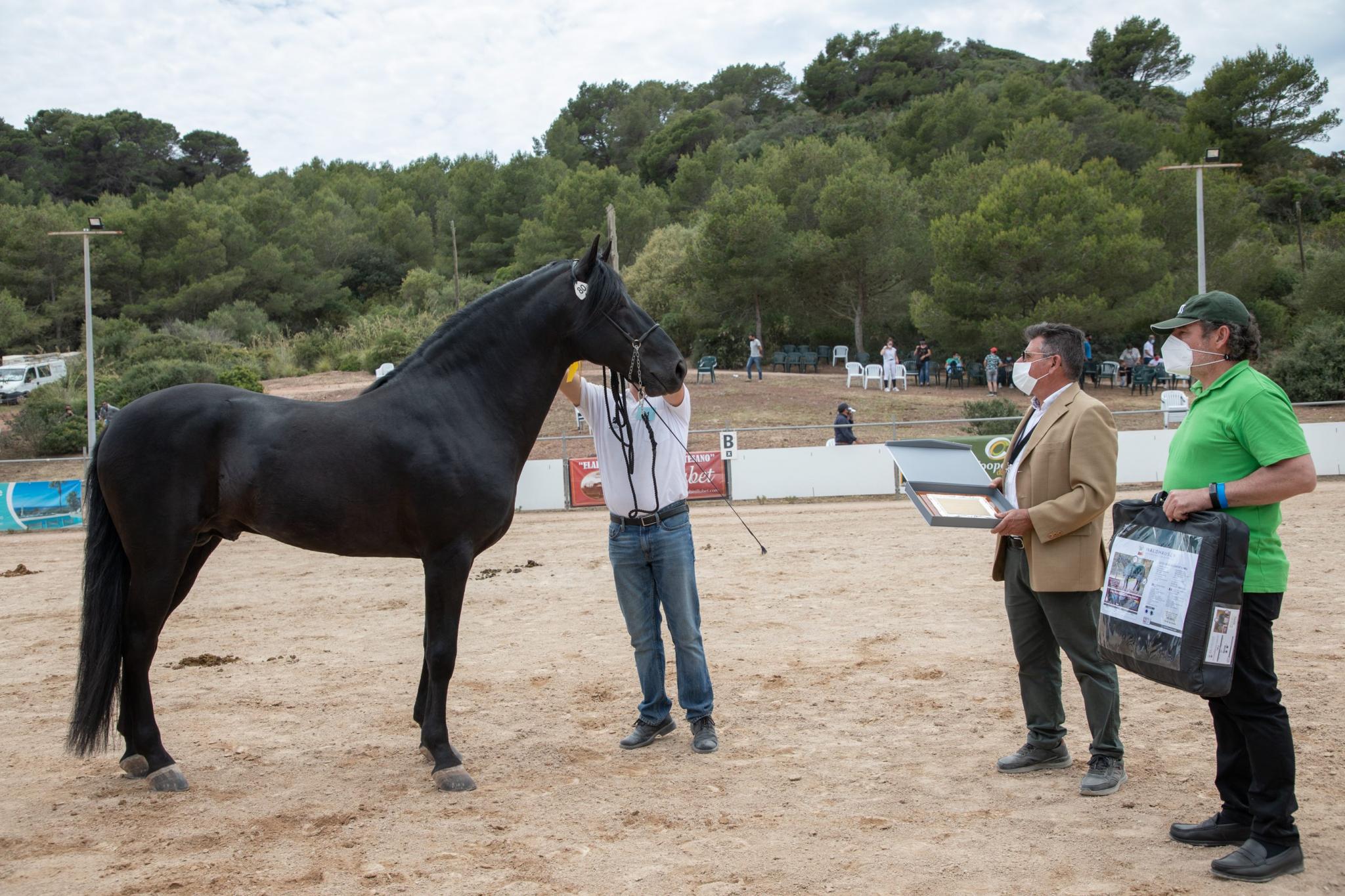 menorca mercadal Concurs morfològic. Fotos de mentre valoren fins entrega de premis MILLOR CAVALL