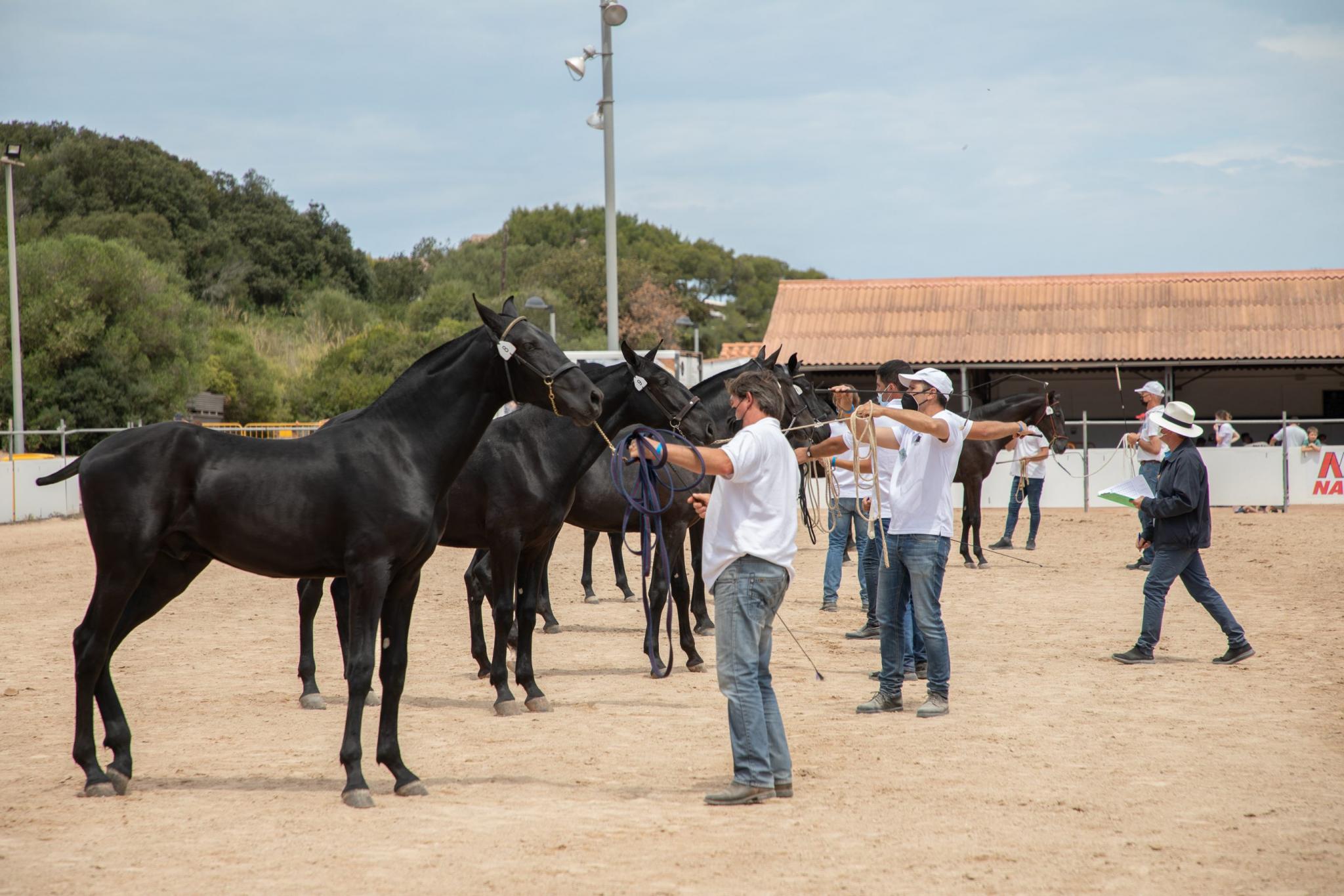 menorca mercadal Concurs morfològic. Fotos de mentre valoren fins entrega de premis
