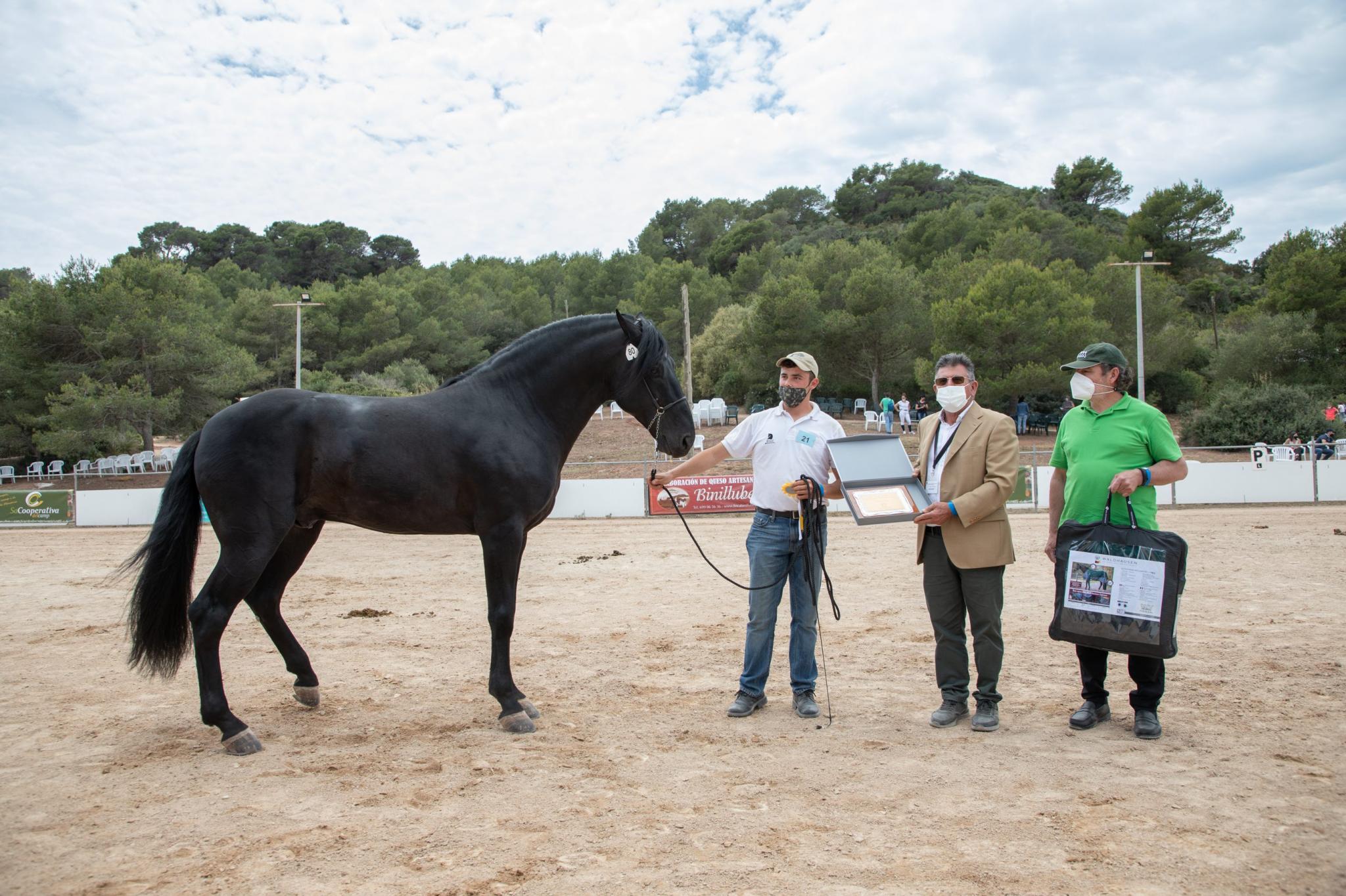 menorca mercadal Concurs morfològic. Fotos de mentre valoren fins entrega de premis MILLOR CAVALL