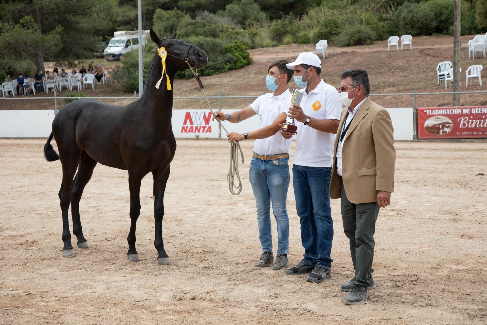 menorca mercadal Concurs morfològic. Fotos de mentre valoren fins entrega de premis