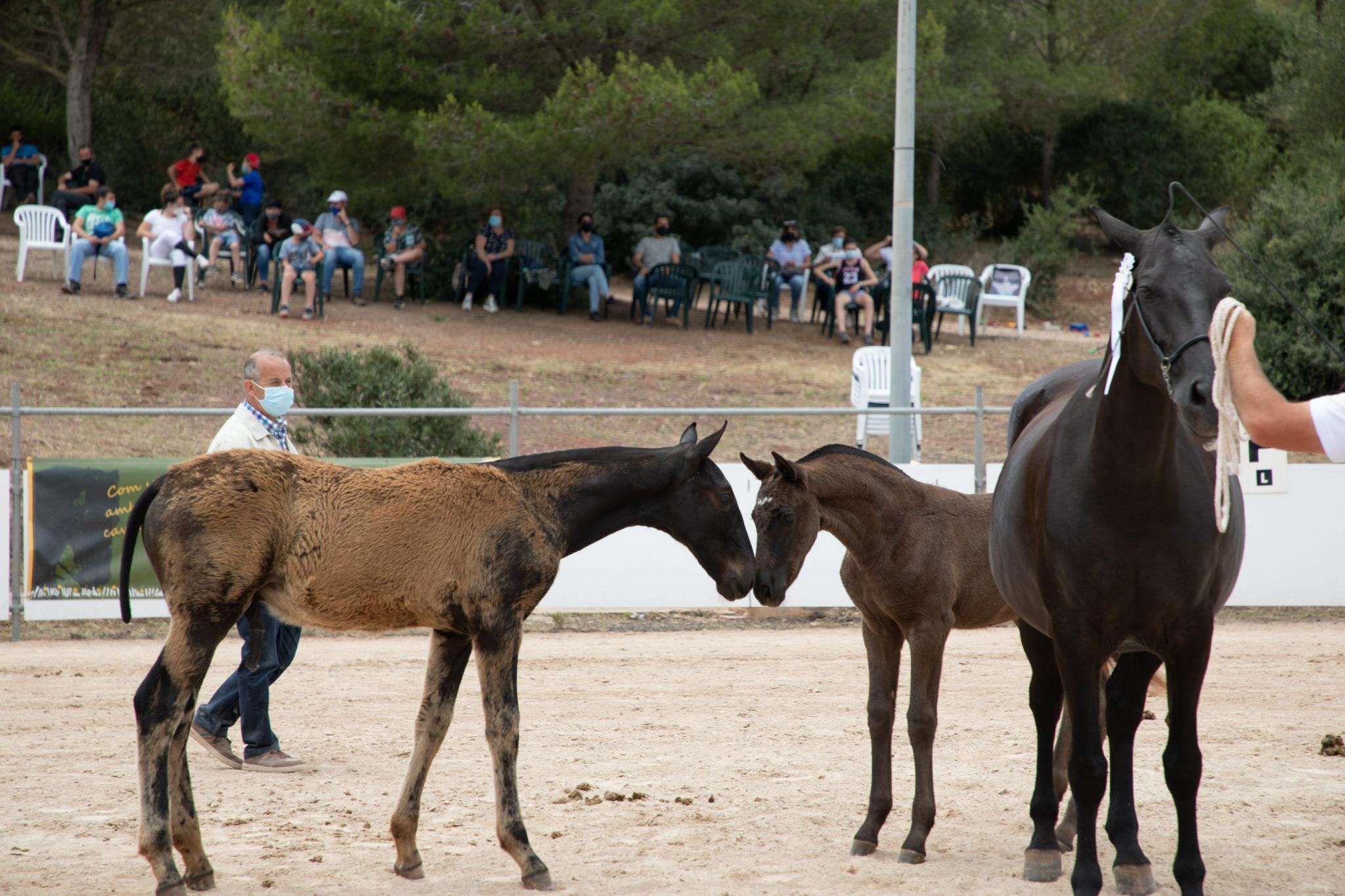 menorca mercadal Concurs morfològic. Fotos de mentre valoren fins entrega de premis MILLOR EGUA