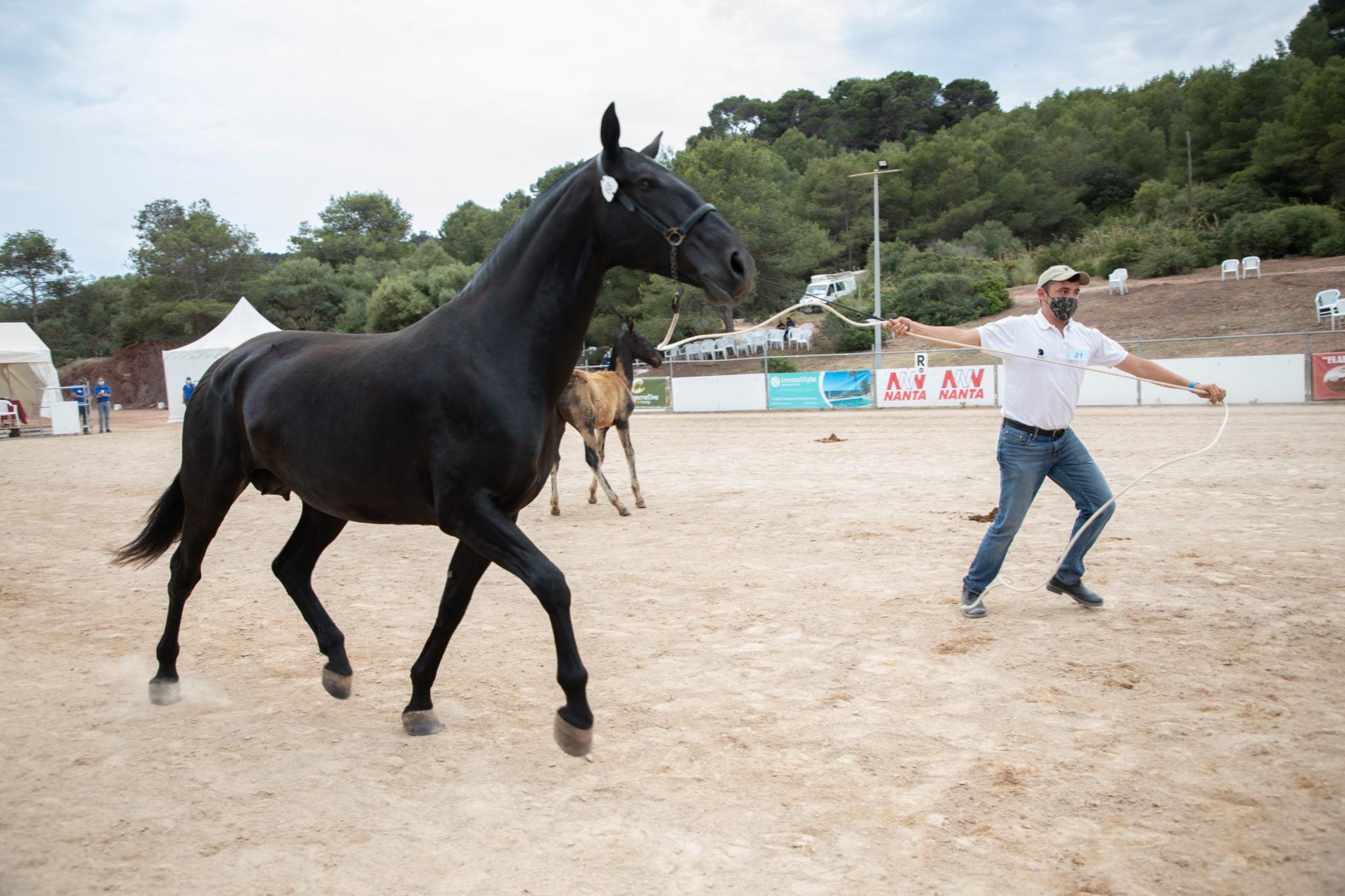 menorca mercadal Concurs morfològic. Fotos de mentre valoren fins entrega de premis MILLOR EGUA