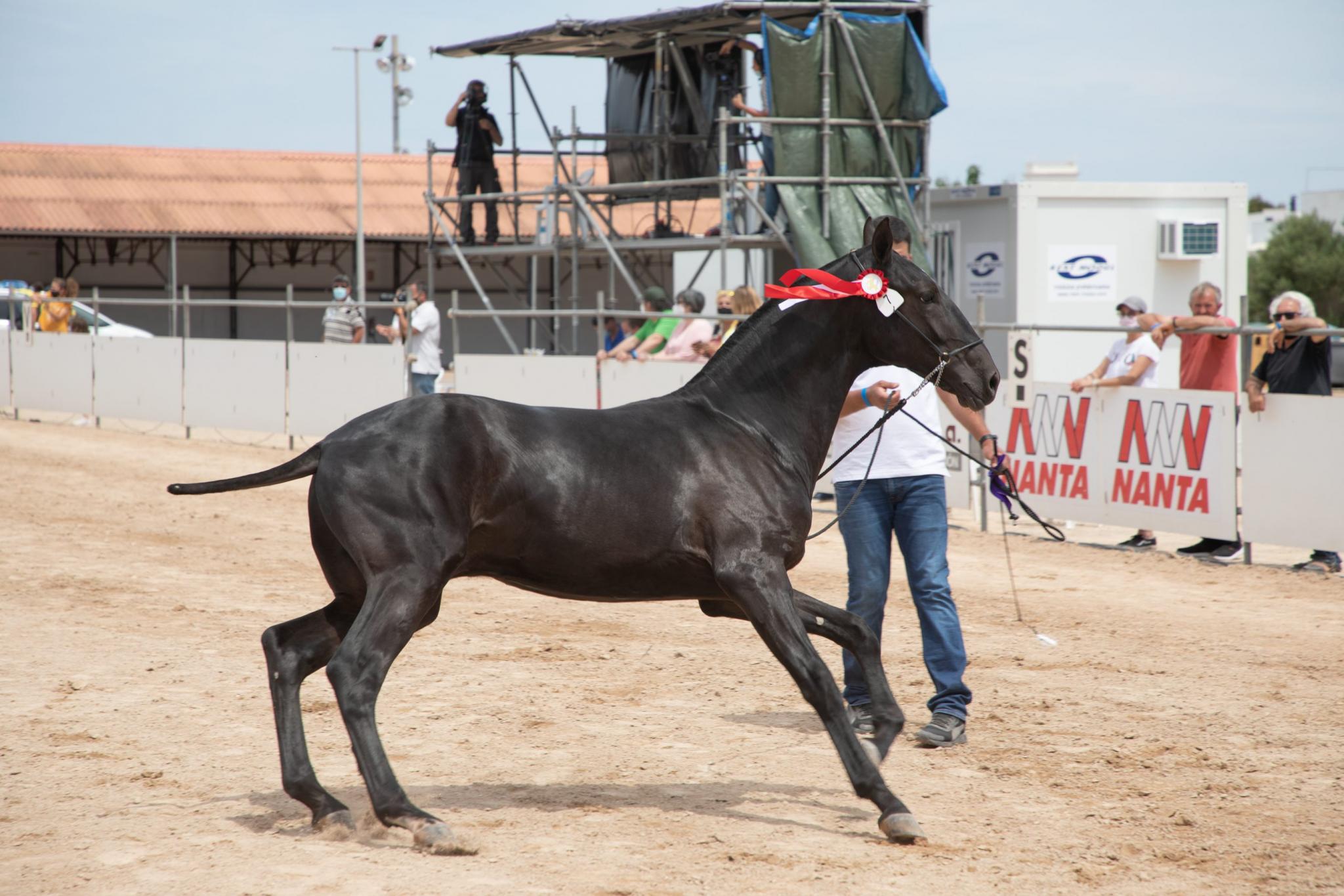 menorca mercadal Concurs morfològic. Fotos de mentre valoren fins entrega de premis