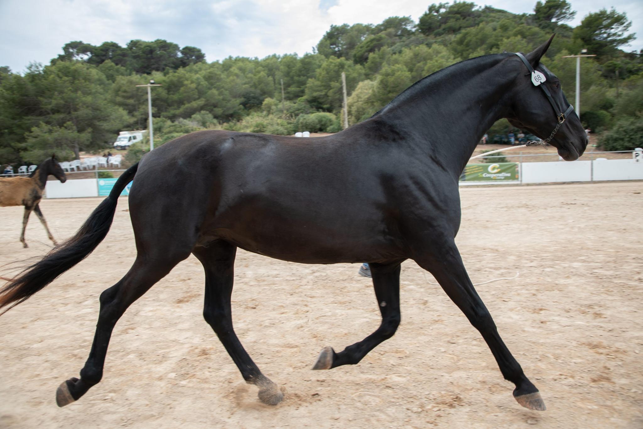 menorca mercadal Concurs morfològic. Fotos de mentre valoren fins entrega de premis MILLOR EGUA