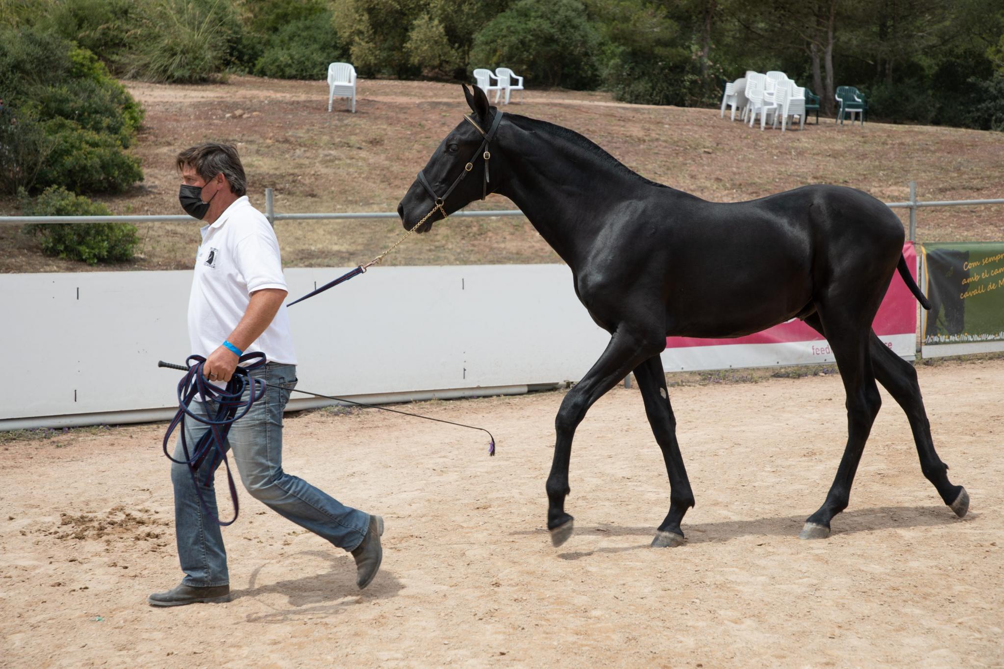 menorca mercadal Concurs morfològic. Fotos de mentre valoren fins entrega de premis