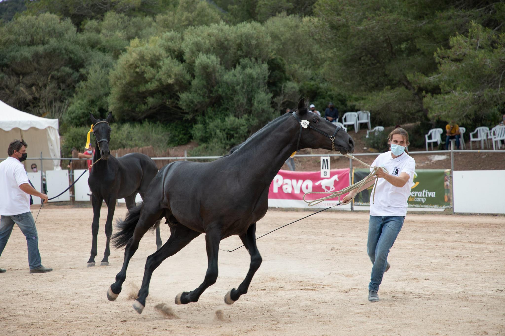 menorca mercadal Concurs morfològic. Fotos de mentre valoren fins entrega de premis