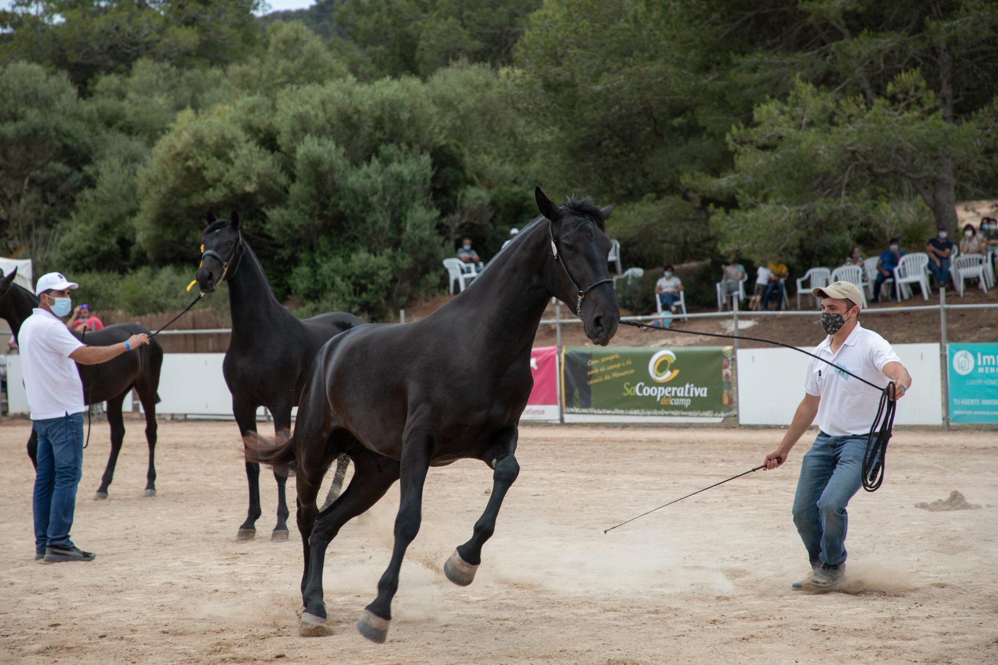 menorca mercadal Concurs morfològic. Fotos de mentre valoren fins entrega de premis