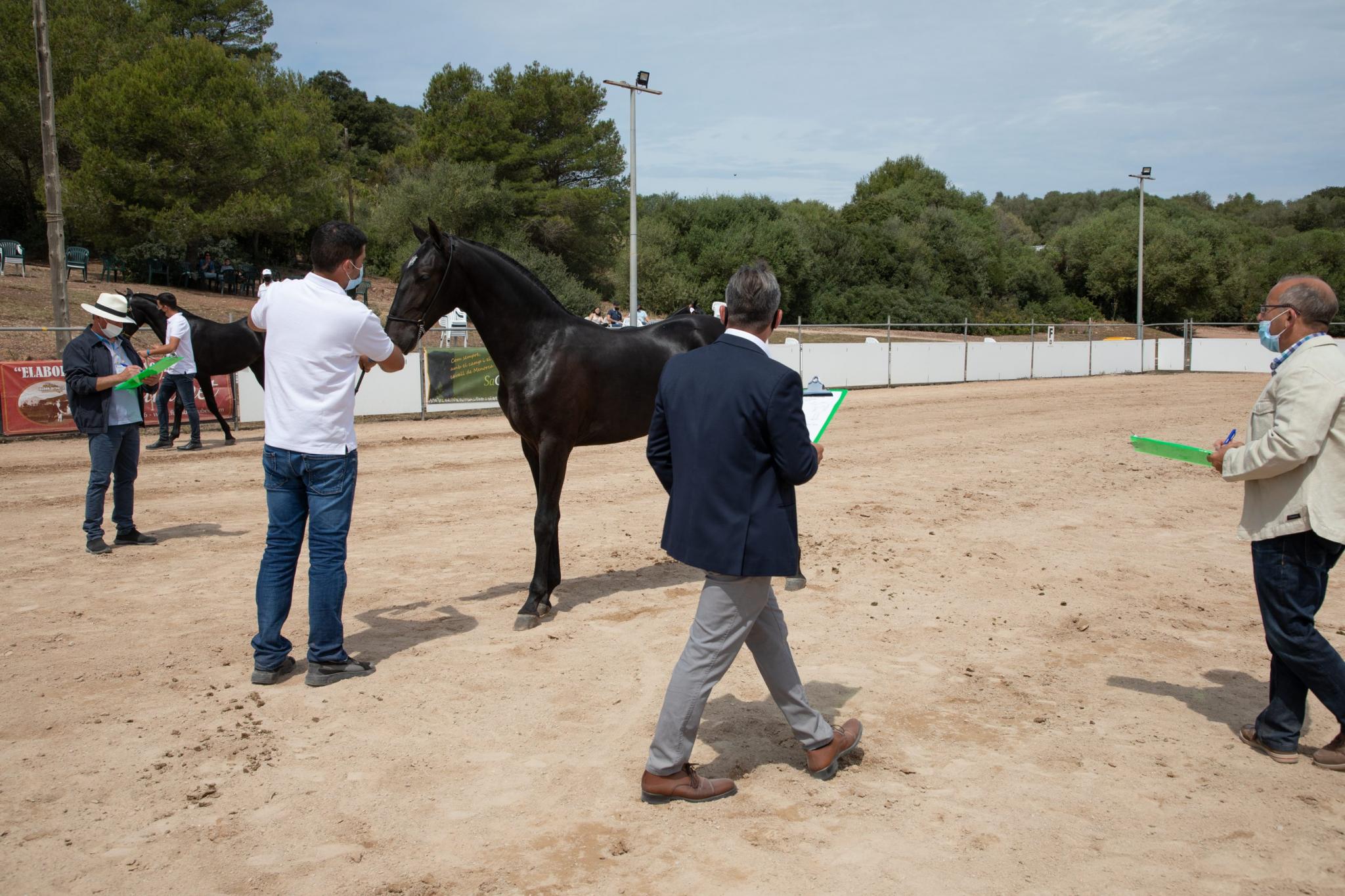 menorca mercadal Concurs morfològic. Fotos de mentre valoren fins entrega de premis