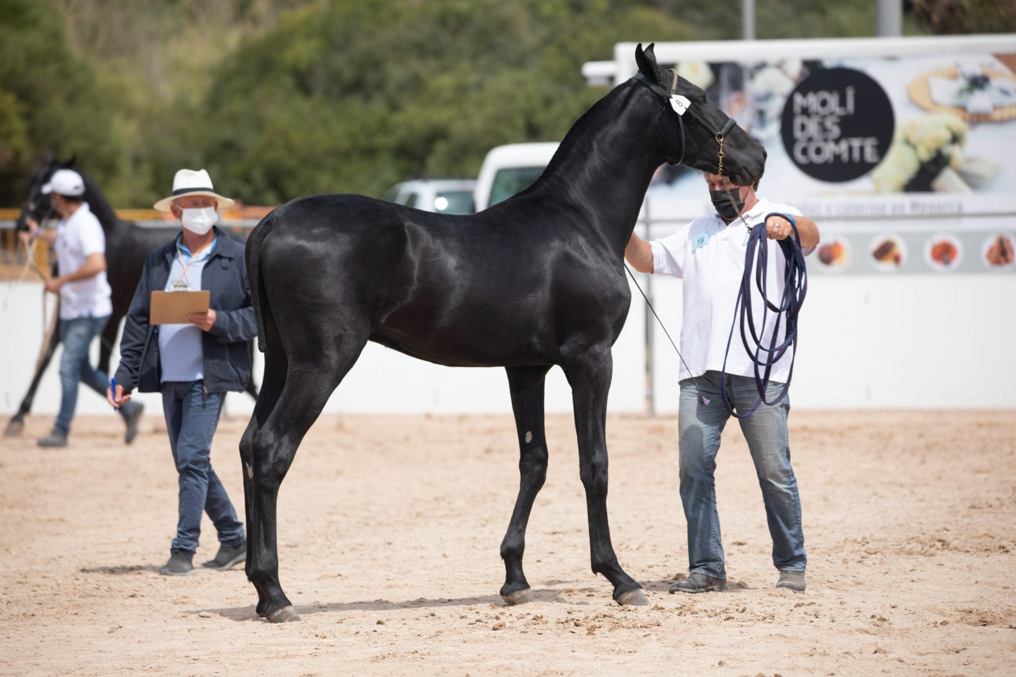 menorca mercadal Concurs morfològic. Fotos de mentre valoren fins entrega de premis