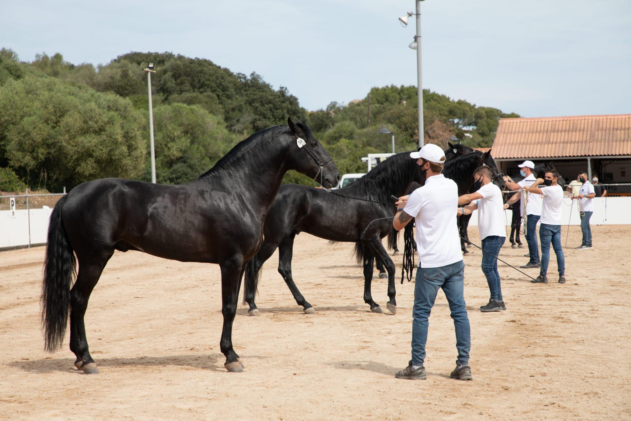 menorca mercadal Concurs morfològic. Fotos de mentre valoren fins entrega de premis