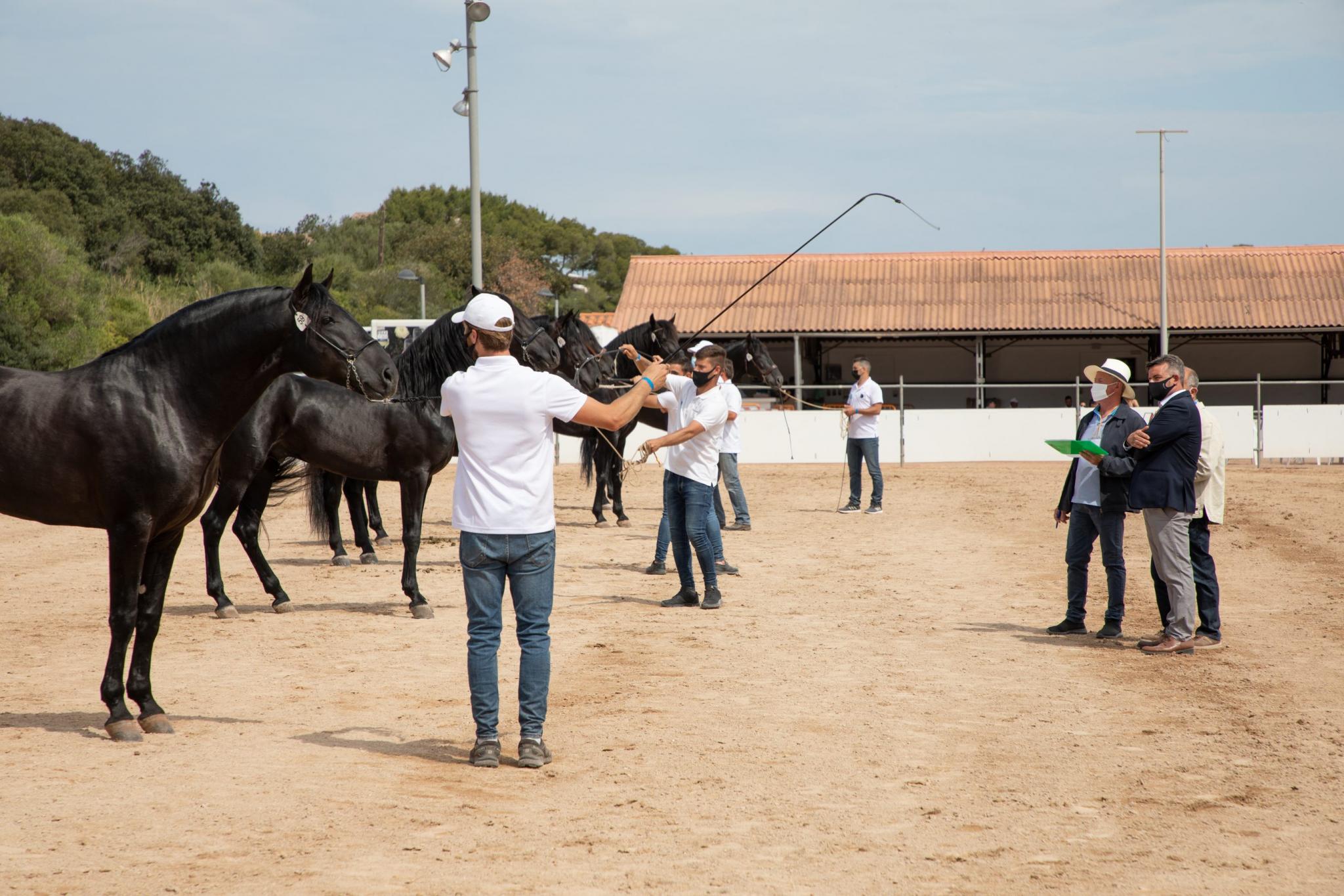 menorca mercadal Concurs morfològic. Fotos de mentre valoren fins entrega de premis