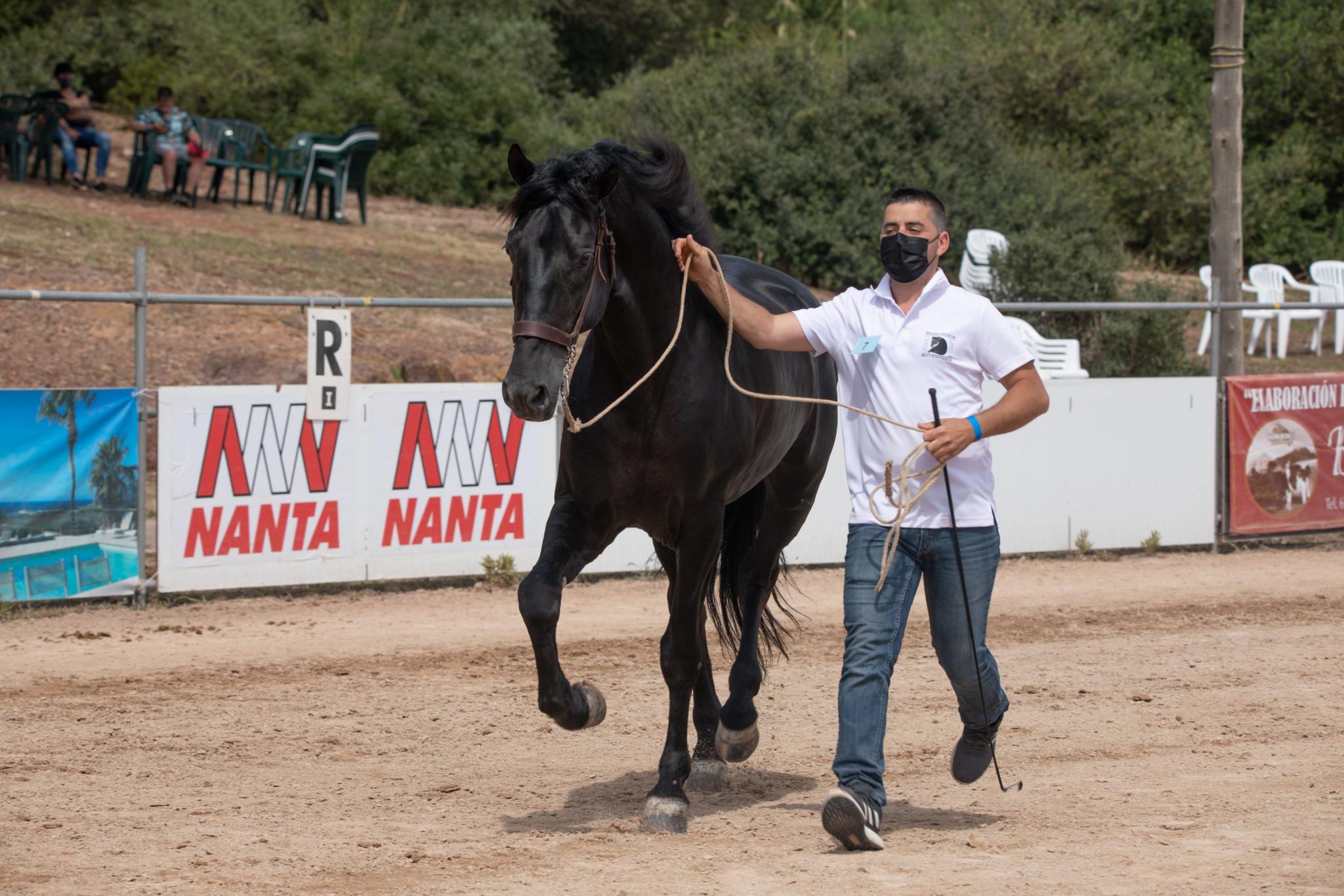menorca mercadal Concurs morfològic. Fotos de mentre valoren fins entrega de premis