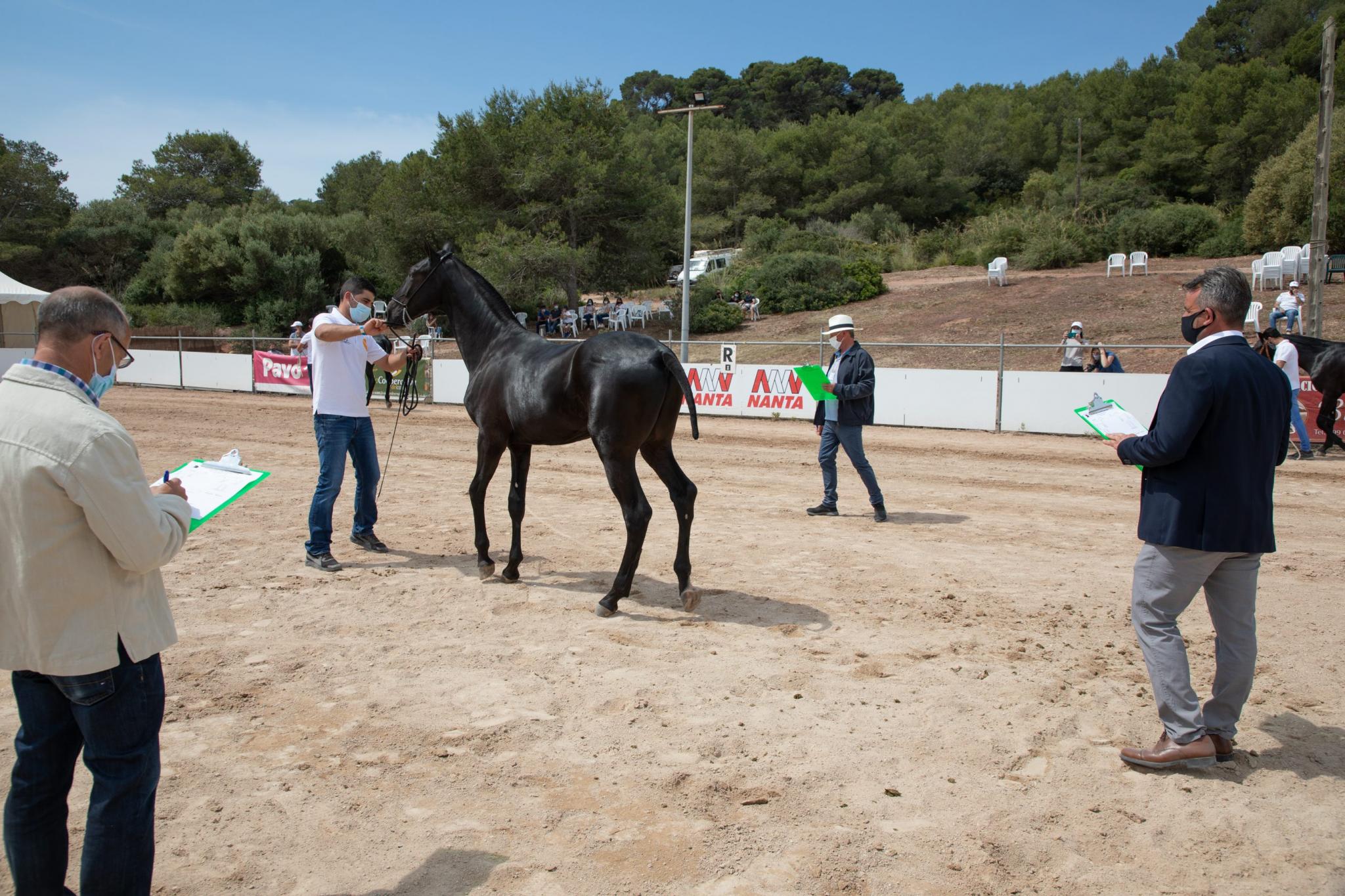 menorca mercadal Concurs morfològic. Fotos de mentre valoren fins entrega de premis