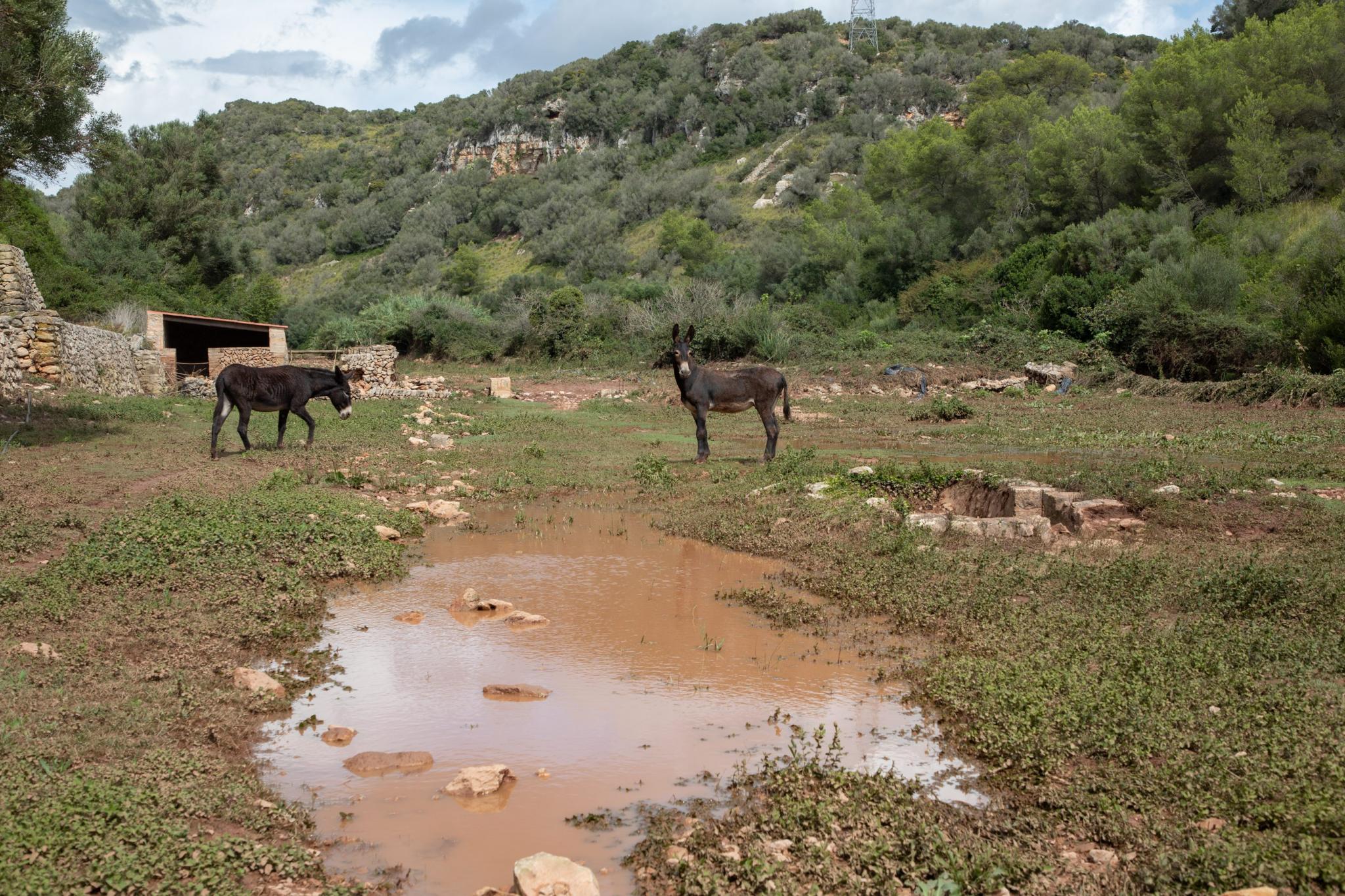 menorca efectos de la dana lluvia torrencial torrent algendar barranc d'algendar son pruna s'aranjassa moli de dalt