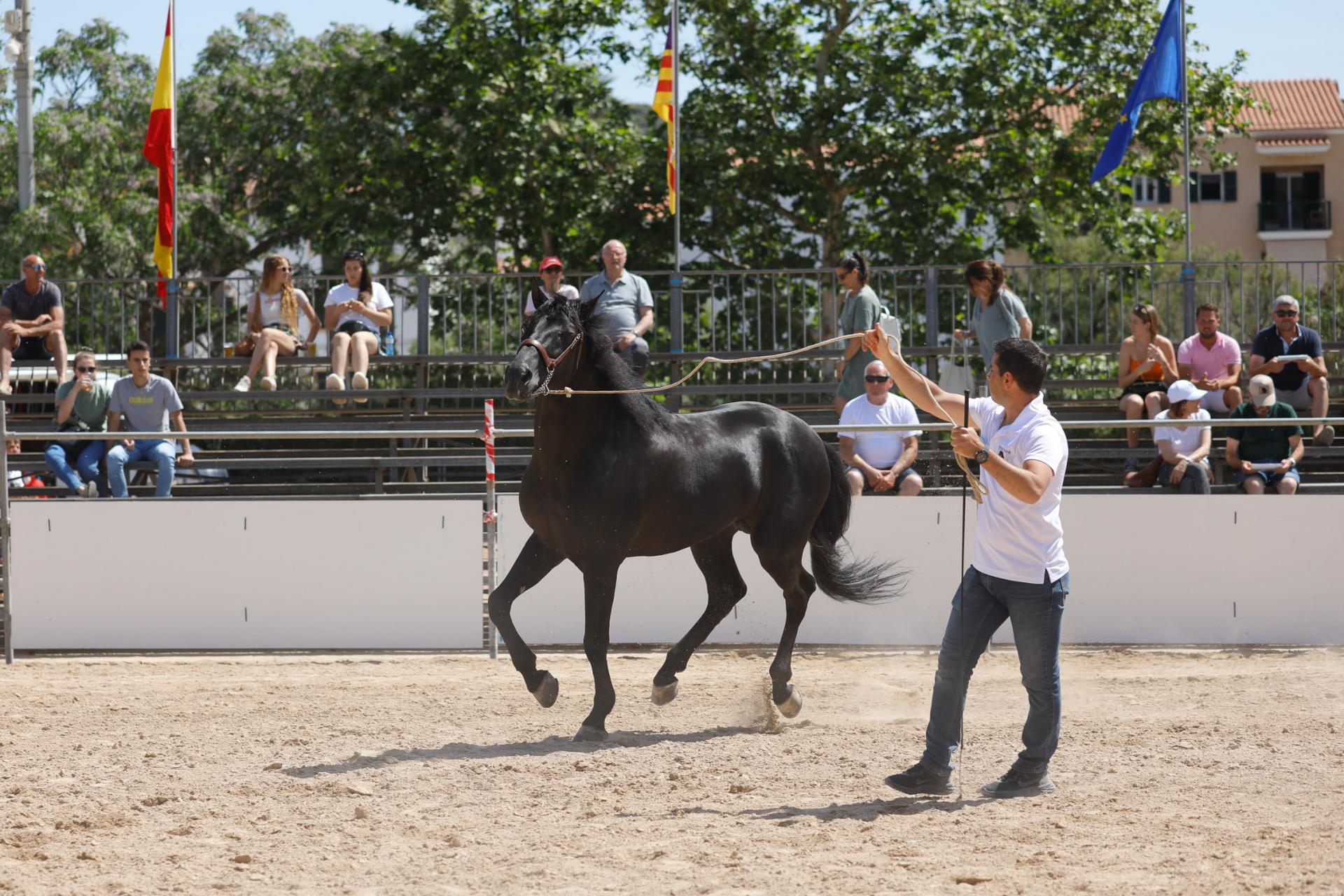Fira des Cavall 2022.