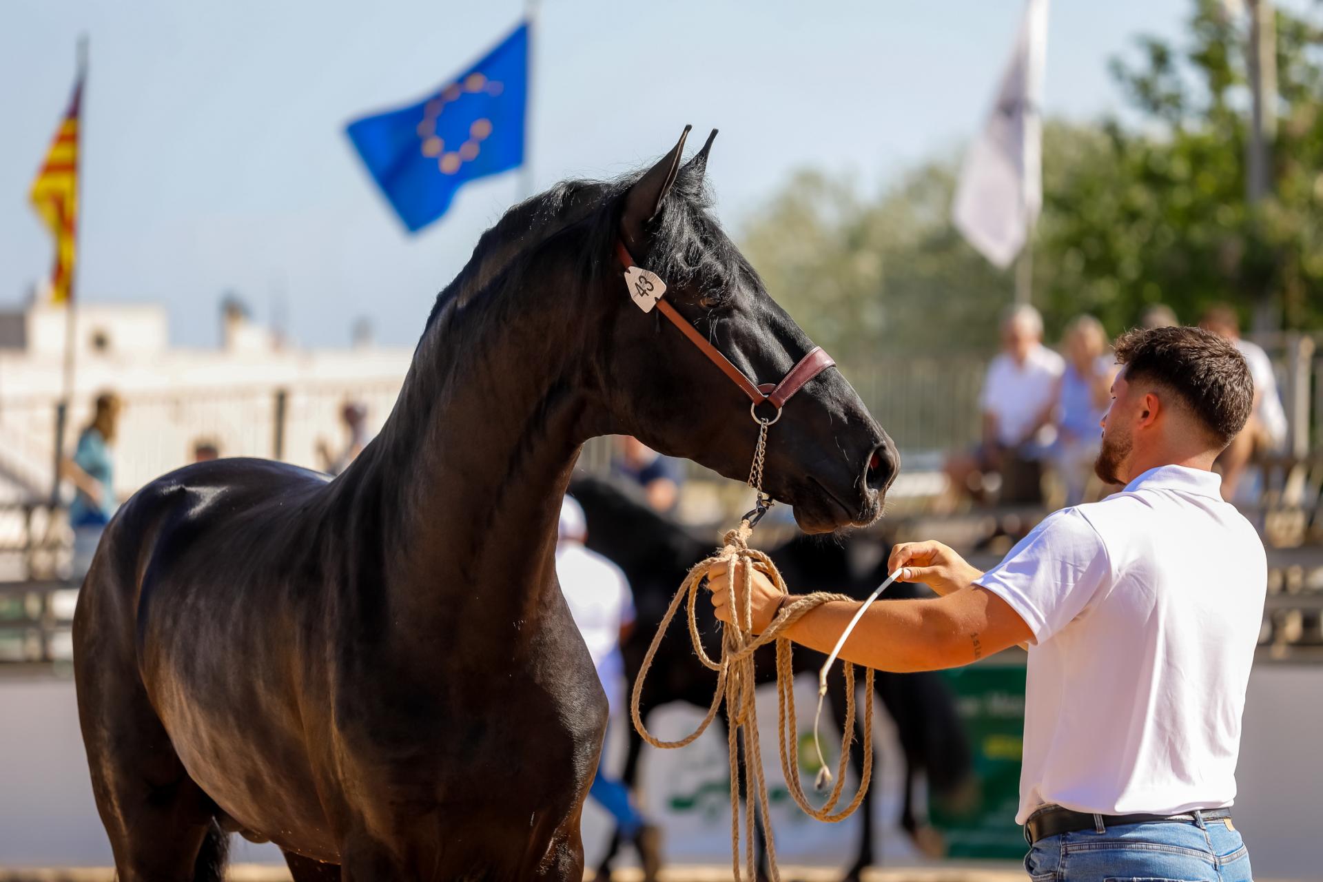 Fira des Cavall 2022.