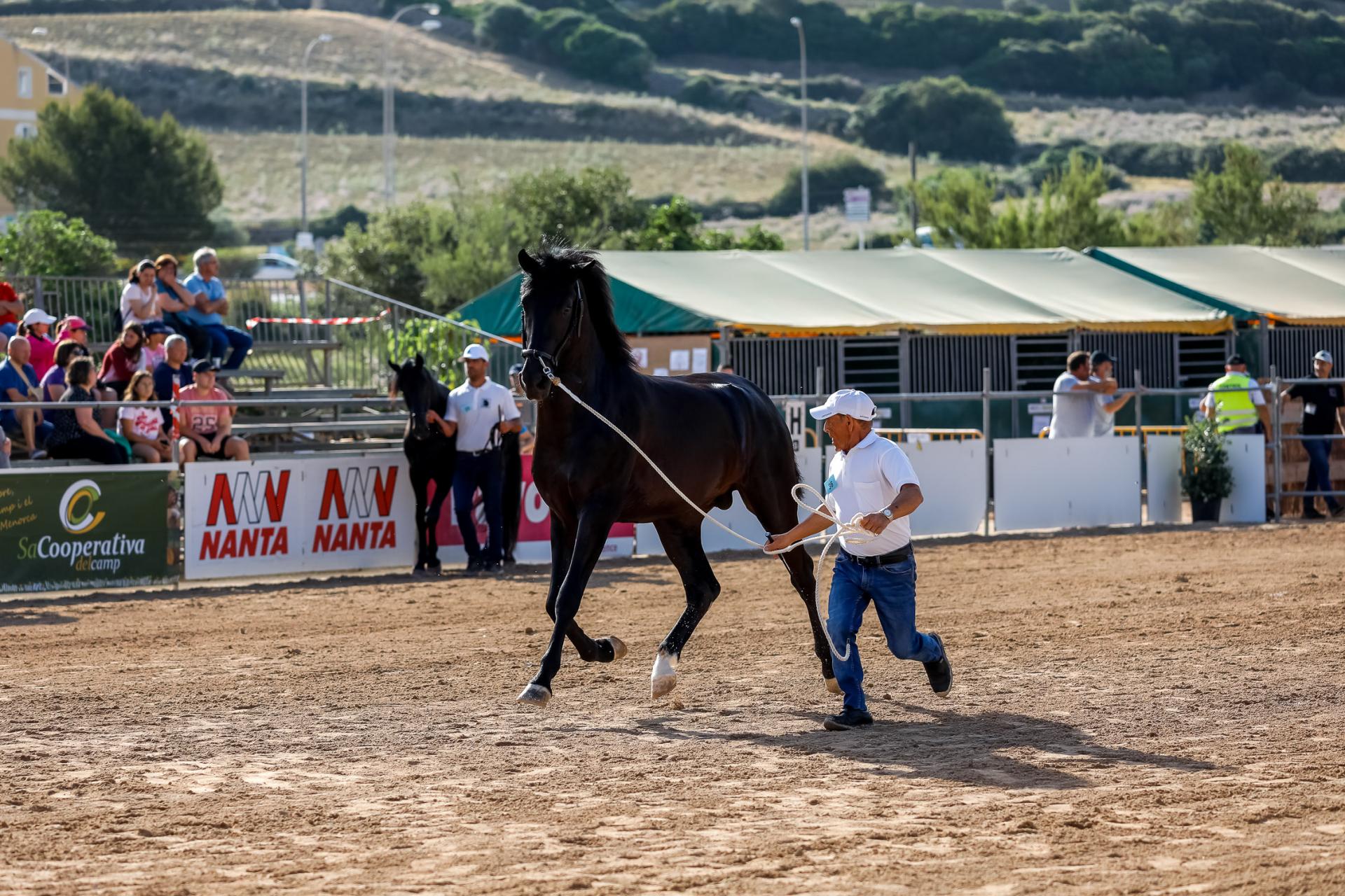 Fira des Cavall 2022.