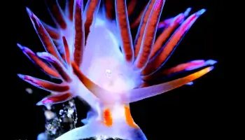 Las imágenes ganadoras del Campeonato de España de Fotografía Submarina celebrado en Ciutadella