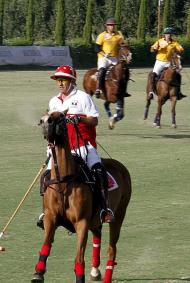 Polo