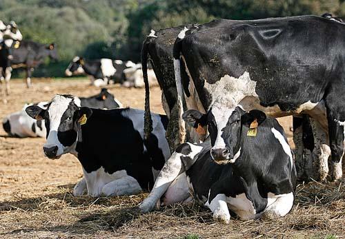 Lunes, 23. La calificación sanitaria de los "llocs" peligra por la falta de veterinarios. FOTO: GEMMA ANDREU