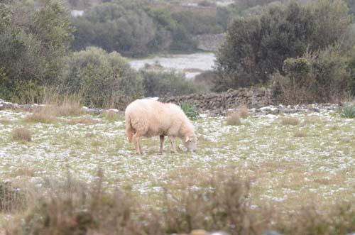 Vuelve a nevar en la Isla (13 febrero 2012). Es Mercadal. FOTO: PACO STURLA