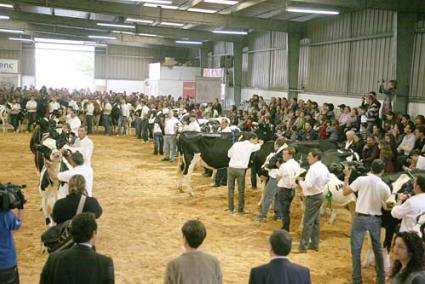 Desfile. Las vacas premiadas desfilaron durante la ceremonia de clausura ante numeroso público - Javier