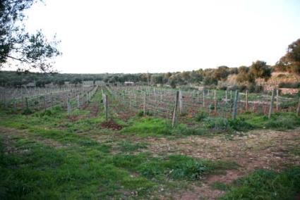 Terrenos. La finca de Alaior fue adquirida en diciembre de 2006 por la sociedad de la familia Urtasun, con sede en San Sebastián, y la plantación de vides se inició en 2007 - Javier