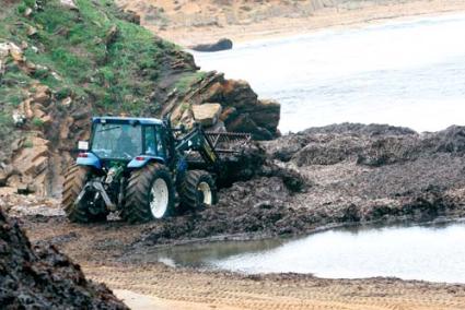 Algas. Retirada de posidonia hace unos días en Cala Tirant - Archivo