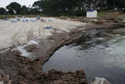 Cala Blanca. El reciente temporal ha vuelto a llenar el arenal de algas - Cris