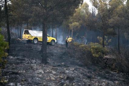 Superficie. El incendio quemó una extensión poblada por pinos algo menor de una hectárea - Javier