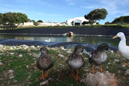 Patos - Gemma Andreu