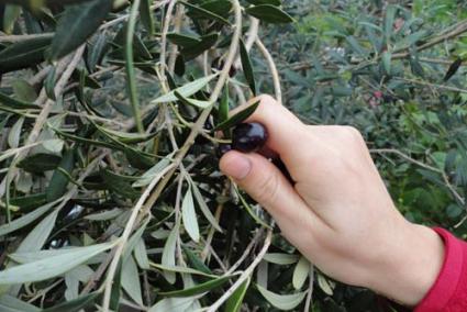 Una vegada recollides les olives, es duen a la tafona. Allà són pesades, netejades i introduïdes a la màquina - Fotos.: CRis/llac/teresa I CORRETJA moll