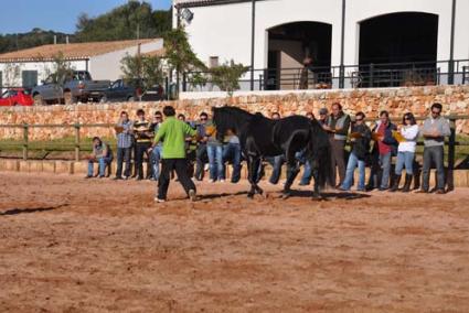 Asistencia. Los participantes asistieron a doce horas de teoría y nueve y media de prácticas con el fin de formarse como jueces morfológicos de este tipo de animales - acipcm