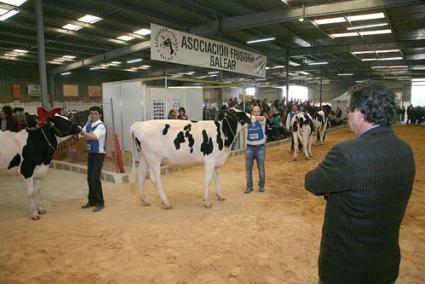 Concurso. Los ganaderos exhibieron sus mejores ejemplares en el concurso morfológico bajo la atenta mirada del juez - Javier