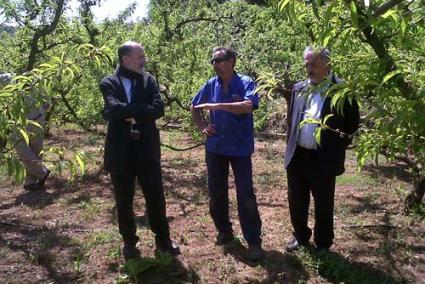 Barranc d’en Rellotge. Casas visitó una finca que produce frutas - P. CIME