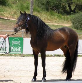 Campió. Huesudo II s’alçà com a campió adult de raça espanyola. - M.P:F.