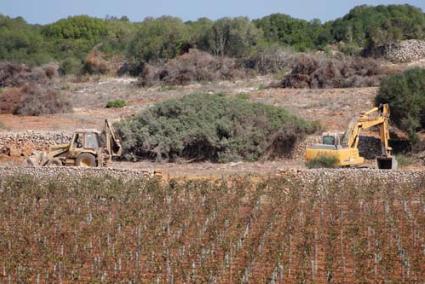 Torralbenc. Los primeros cambios en la finca ya pueden verse aunque solo sean trabajos para ampliar la actual plantación - Carles Mascaró