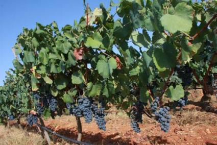 El calor y las pocas lluvias de agosto y septiembre han condicionado la producción - Archivo