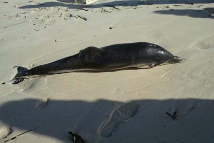 Aparición. Los vecinos de Punta Prima se encontraron ayer con esta cría de delfín sobre la arena de la playa. El hallazgo generó una gran expectación - APF