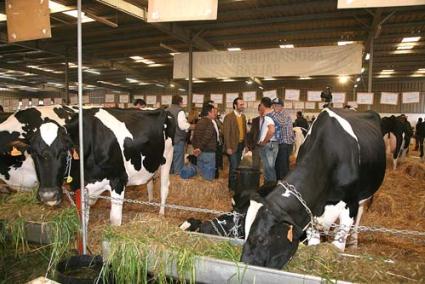 IMPECABLES. Las vacas presentadas ayer al certamen lucían un aspecto especialmente pulcro mientras esperaban pacientemente su turno para desfilar ante el juez - Javier