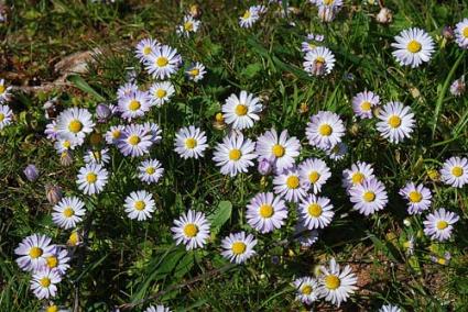 Vida. La primavera allarga el dia, mentre el rellotge ens lleva una hora, el pròxim diumenge a les 2 hores haurem d’avançar les manetes cap a les 3, mentre aliens als dictàmens humans, vegetals i animals seguiran el seu curs natural de renaixement