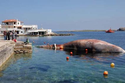 Especie. El cetáceo, de unos diez metros de longitud y de más de diez toneladas, fue trasladado ayer por la mañana hasta el muelle de Na Macaret creando expectación - Carles Mascaró