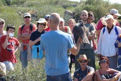 Excursió. L’exemplar va tornar a volar en un descans de l’excursió que el GOB va organitzar diumenge - GOB