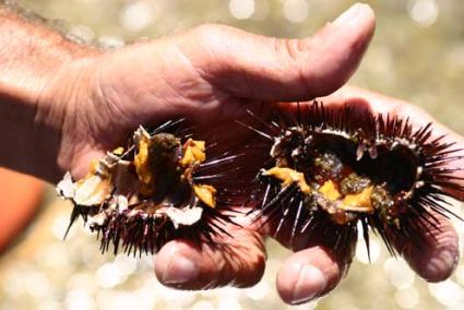 Erizos de Mar. Las huevas, el "caviar" se comercializa en restaurantes de la Isla y es un plato apreciado - Archivo