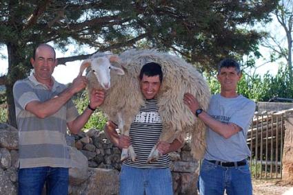 En família. Pau Bosch Salord (caixer pagès), amb el seu germà Tòfol (s’Homo des Be) i Ginés Ruiz Molina, l’amo d’Alfurinet i cunyat dels dos, com a espòs de la seva germana Tònia Bosch Salord. - Gemma Andreu