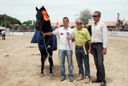 Rostoll. El caballo fue elegido como el mejor de su raza y su ganadería, Son Martorellet, también fue distinguida - Cris